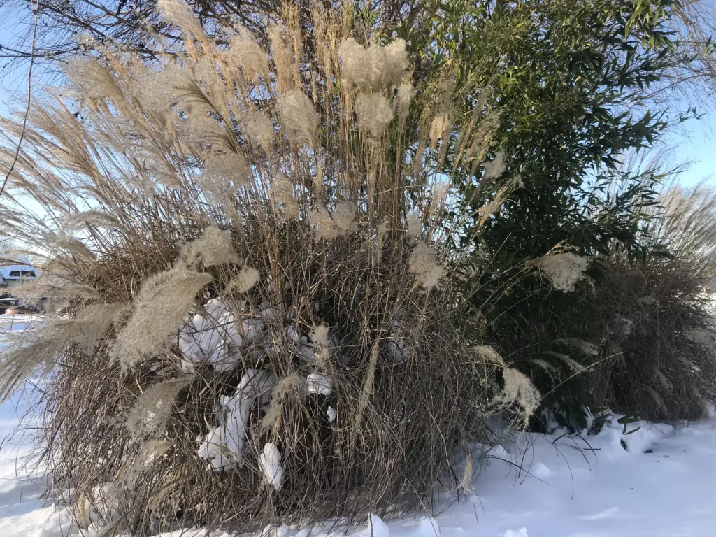 Hóval borított díszfüvek egy japánkertben, a Cloud Dancer Pantone árnyalat nyugalmát és letisztultságát idézve