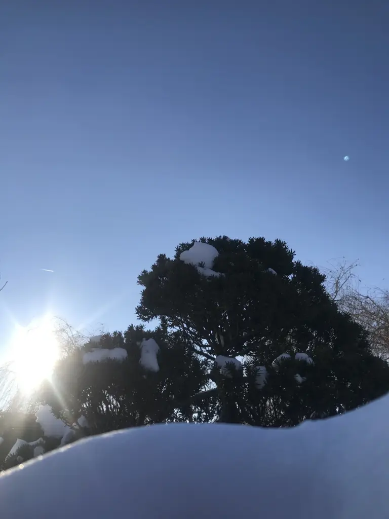 Havas japánkerti növények alacsony perspektívából fotózva, világos égbolttal.