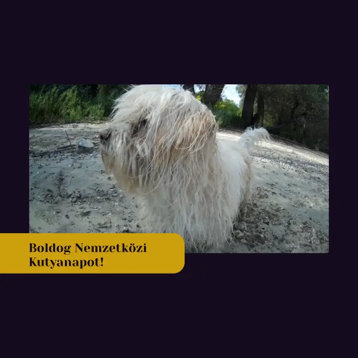 A katlantisz – Grafikai tervezés és weboldalkészítés stúdió nemzetközi kutyanapra készített egyedi, saját arculati színekkel és tipográfiával ellátott grafikája. A mély sötétlila (#150B1E) háttér előtt egy fotó látható Johnnyról, a bichon havanese kubai báró úrról a vízparti homokban. A bal alsó részen a kontrasztos okkersárga (#CCA00D) sávban, elegáns Yeseva One betűtípussal a „Boldog Nemzetközi Kutyanapot!” felirat olvasható.